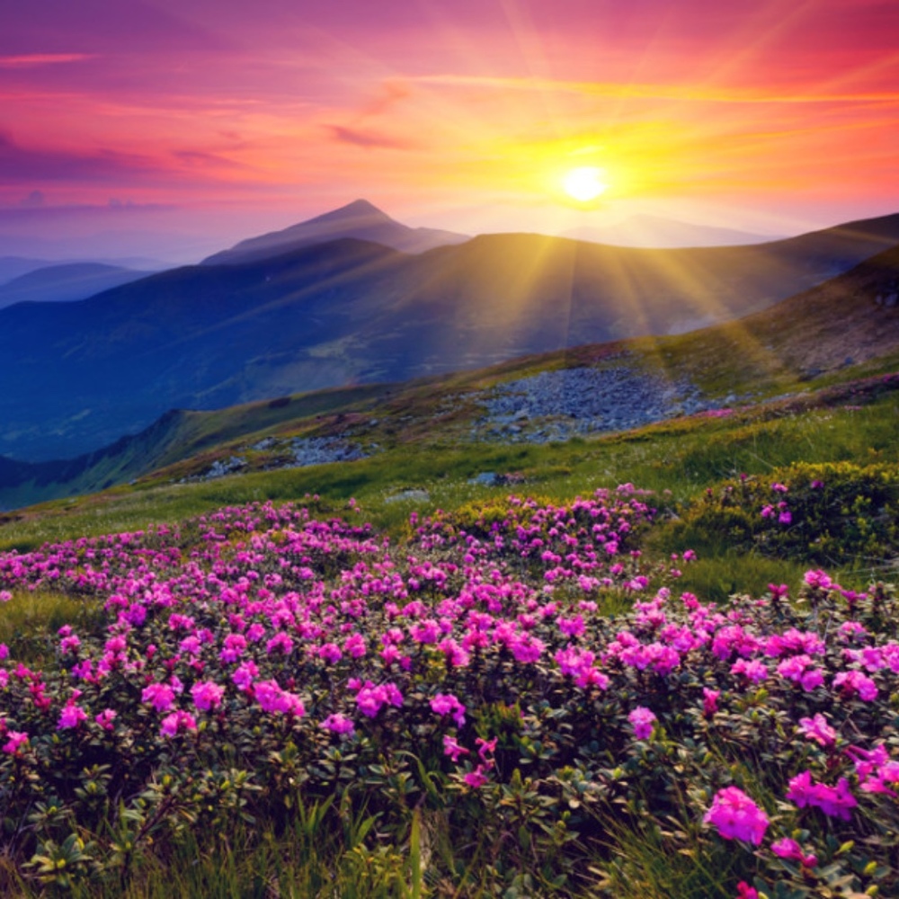 Meet your Posher, Posh